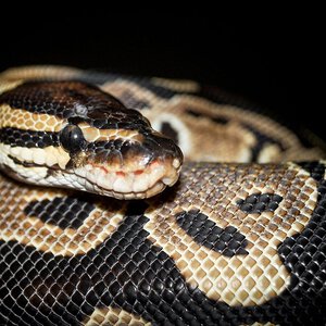 Nairobi Juvenile Female Ball Python