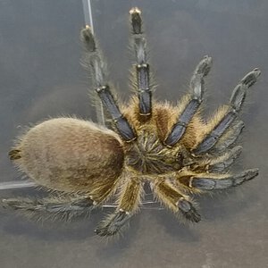 AF pulchripes