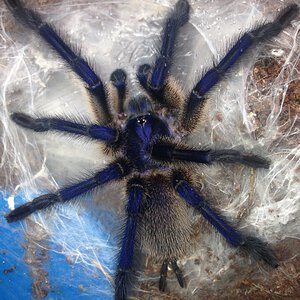 Mature Male Monocentropus balfouri