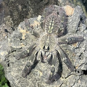 Poecilotheria rufilata