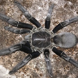 6.75”-7.25” Female Chilobrachys andersoni “Dark Morph” (Burmese Mustard Tarantula)
