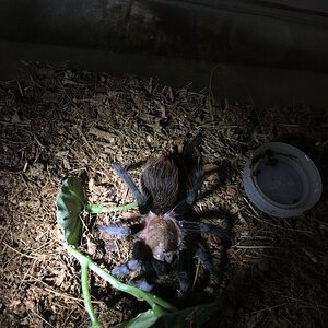 T. vagans juvenile after feeding