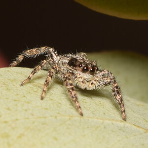 Platycryptus californicus