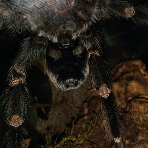 Brachypelma auratum ~5"