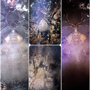 Cyriopagopus/Omothymus sp hati hati ventral sexing