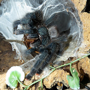 Yoink! (♀ Avicularia avicularia 5")