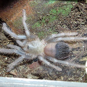 Freshly Molted Pterinopelma sazimai Sling (1")