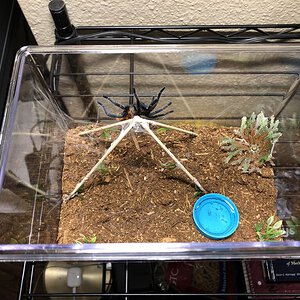 GBB new enclosure - one day after rehouse