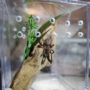 Young (and plump lol) T. violaceus enjoying its new arboreal enclosure