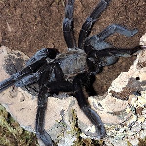 Which Chilobrachys is this?