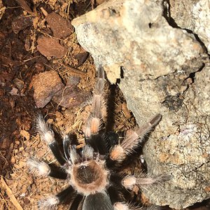 Brachypelma smithi