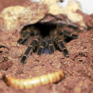 Aphonopelma seemanni.jpg