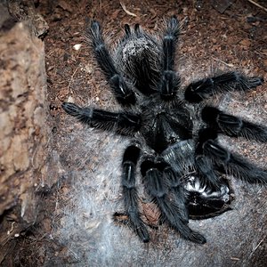 Grammostola grossa Adult Female - ~5"