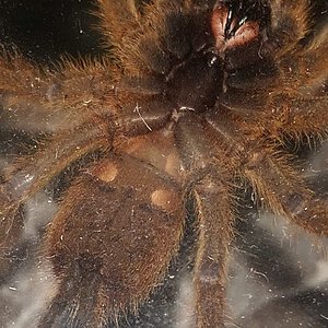 3’’ dls P. murinus