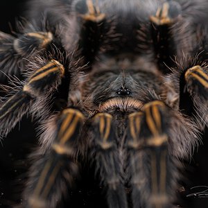 Grammastola pulchripes