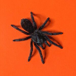 Grammostola pulchra