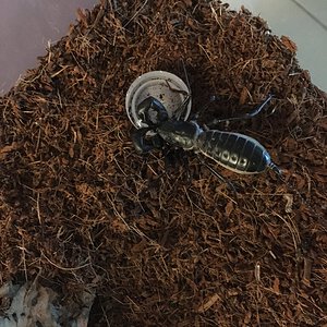 M. giganteus drinking from water dish