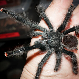 Avicularia avicularia M1 Mature Male