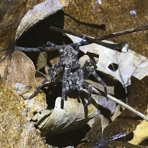 Dolomedes tenebrosus