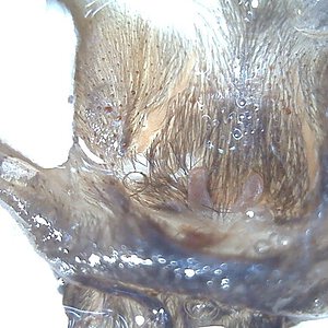 orphnaecus sp. blue panay female 2.5" DLS