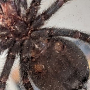 2.5" Grammostola pulchra