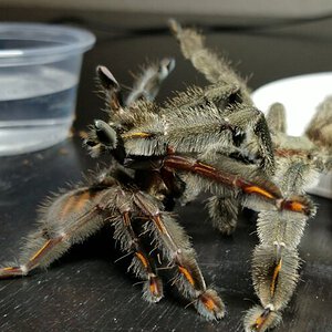 Success! P irminia pairing