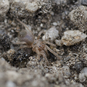 Aphonopelma sp.