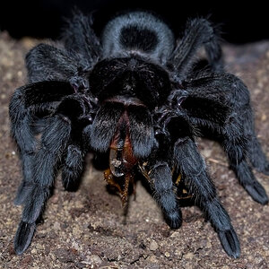 Grammostola pulchra