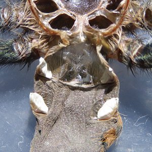 Chromatopelma cyanopubescens 6 cm