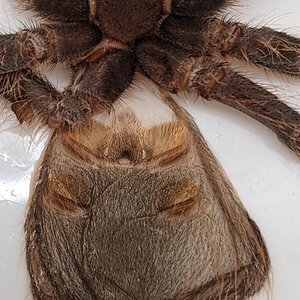 4" Grammostola pulchripes