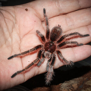 Grammostola rosea Mature Male