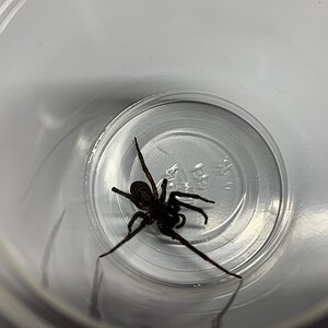 A spider I found