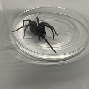 A spider I found