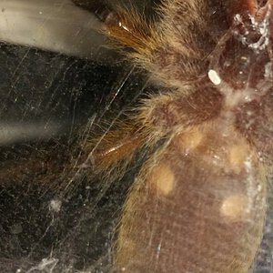 Ventral Sexing of Six Month Old H. pulchripes