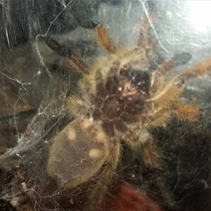 H. pulchripes vental better look: 6 months old