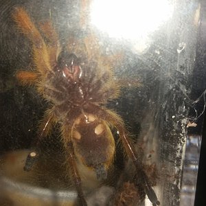 Brother/Sister of the other H. pulchripes: Ventral View