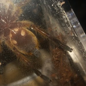 Brother/Sister of the other H. pulchripes: Ventral View
