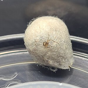 Black Widow slings hatching