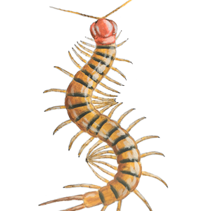 Scolopendra alternans