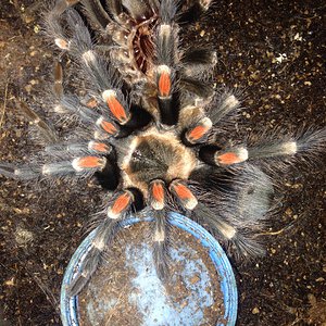 Brachypelma auratum Freshly Molted