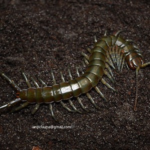 Ethmostigmus rubripes platycephalus