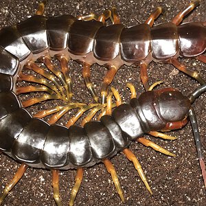 7”-7.25” Suspect Male Scolopendra galapagoensis (Darwin’s Goliath Centipede)