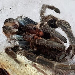 3" giant is growing with each molt.