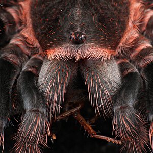 Brachypelma klaasi.