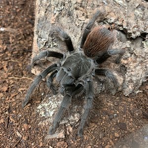 Aphonopelma peloncillo 3” dls female