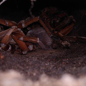 Stirmi freshly molted