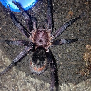 Bumba cabocla Mature Male (Synonymized as B. horrida now)