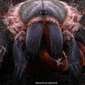 Aphonopelma seemanni.