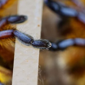 Harpactira pulchripes