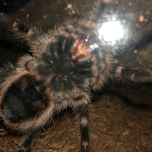 G.Pulchripes.sexPic.jpg